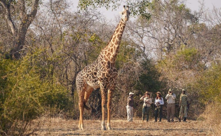 Nsefu camp wildlife 1 FocusFillWyIwLjAwIiwiMC4wMCIsMTkyMCwxMDgwXQ