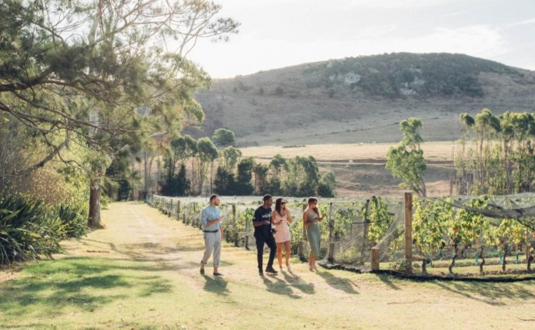 Stonyridge Waiheke Island vineyard v2