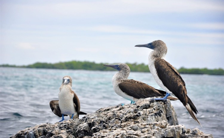 Blue footed booby
