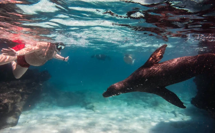 galaxy bonita snorkeling sea lion galapagos