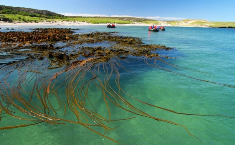 Ponant Auckland Islands