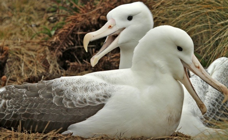 Ponant campbell island Albatross