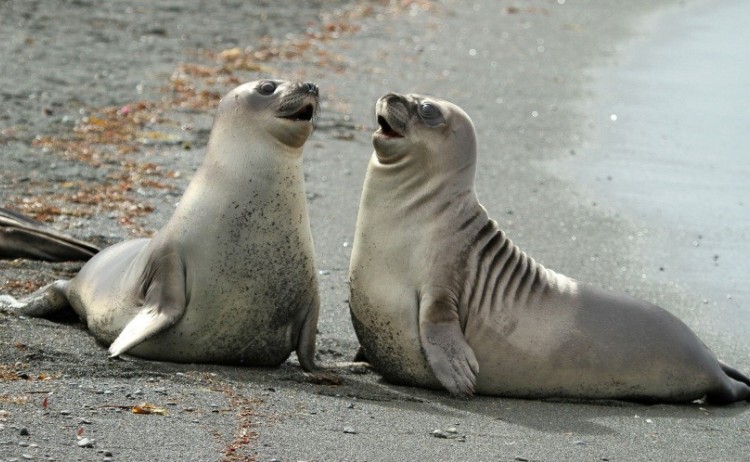 Seal Sub Antarctica Ponant