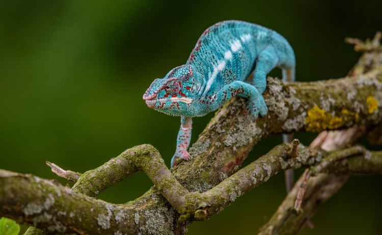 Madagascar endemic Panther chameleon in angry small