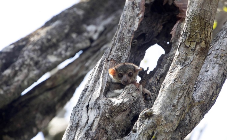 Northern Madagascar tour Ankaran Sportive Lemur