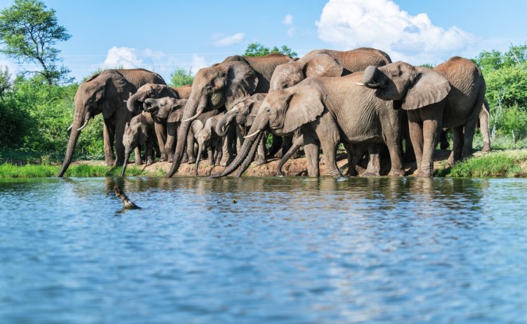 Jacis Tree Lodge Terrapin Hide elefant