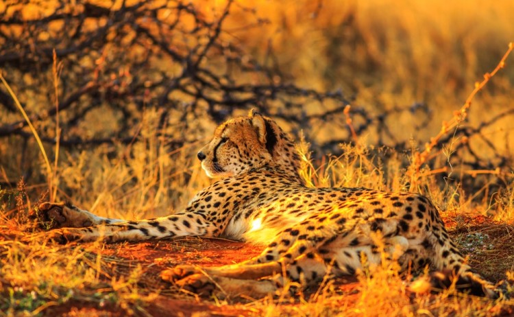 Madikwe Game Reserve cheetah