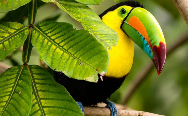 Magic of Colombia the iconic Toucan bird