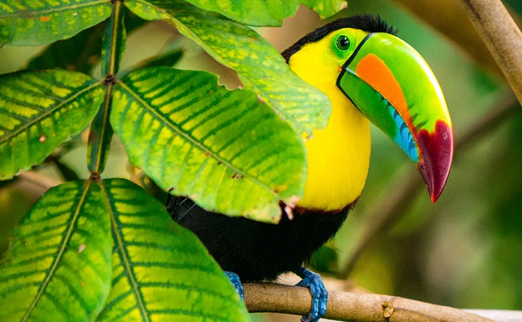 Toucan Colombia