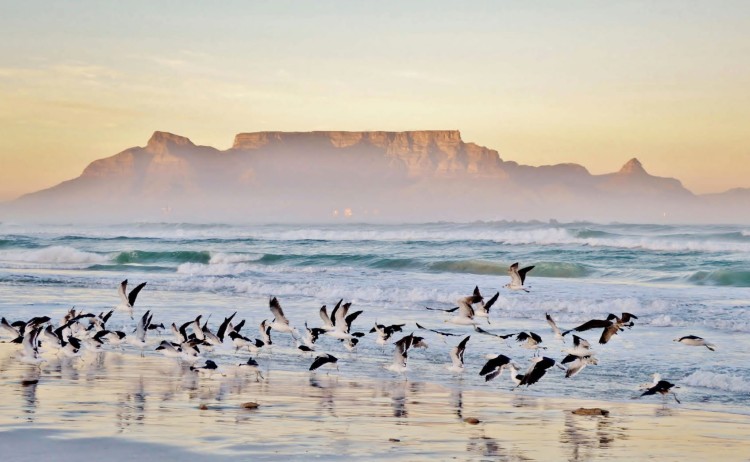 Magical Cape Town Winelands and Safari flock of seagulls in flight over the waves near Table Mountain