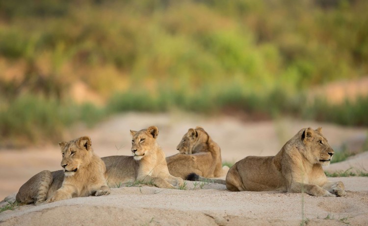Magical Cape Town Winelands and Safari group of lions in Kruger National Park