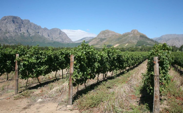 Magical Cape Town Winelands and Safari wineland