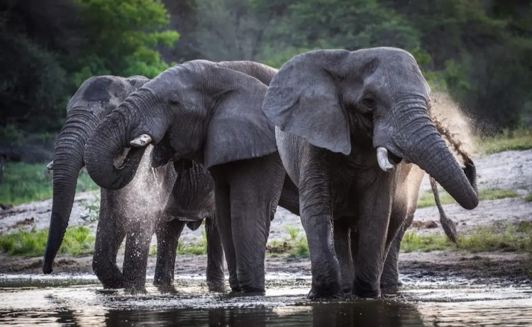 Makgadikgadi cycling safari, Elephant on the river