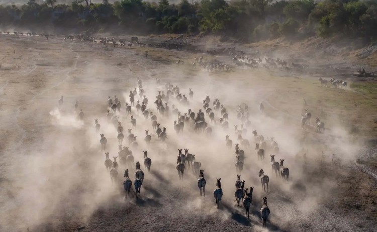 Migrating Zebras Arrive at Meno A Kwena