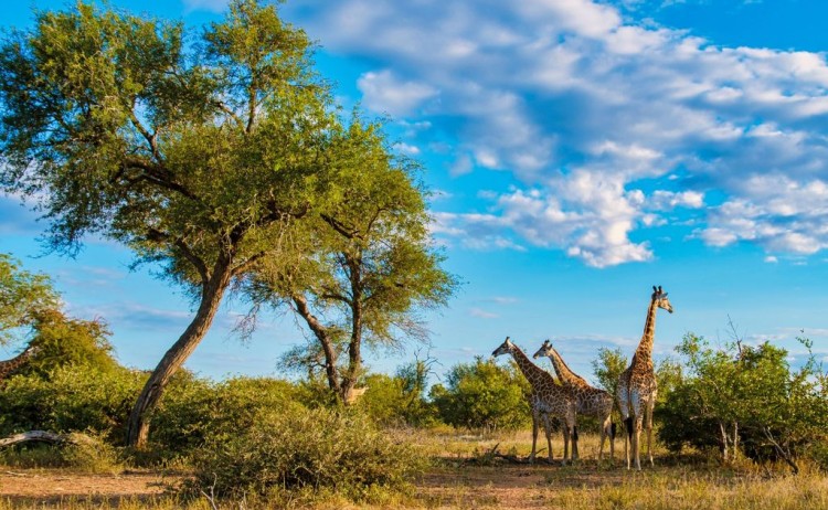 Malawi Meander Zebras in Kruger National park