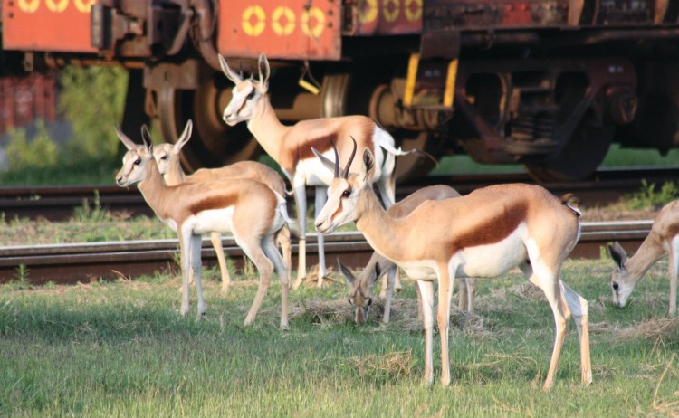 Malawi Meander group of Antelope