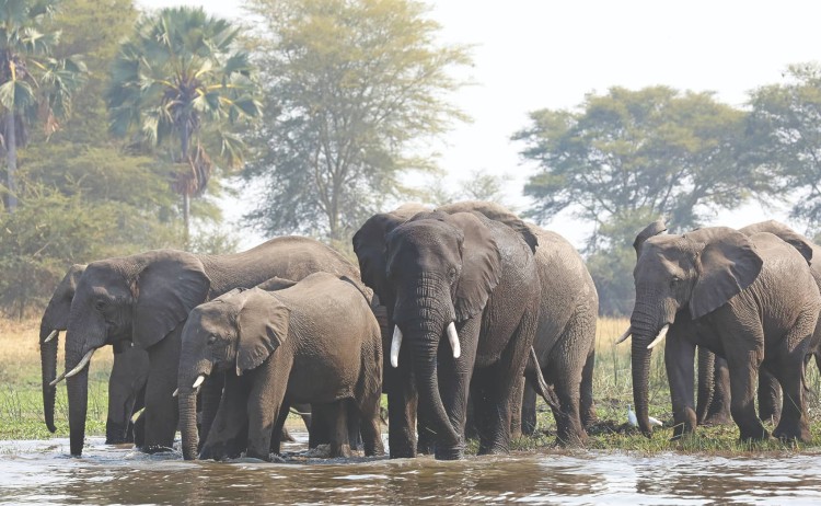 Malawi Meander group of Elephants during game viewing