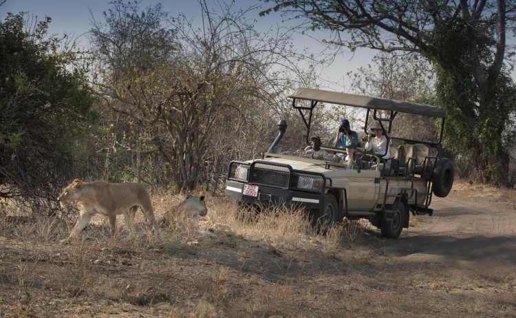 31. kanga camp game drive lion1