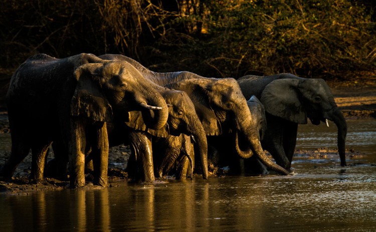 Elephants drinking from Kanga Pan