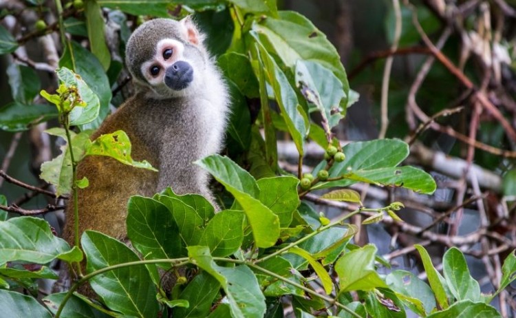 Manatee Amazon cruise Squirrel Monkey
