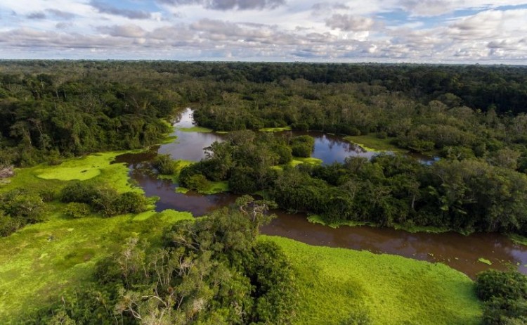 Manatee Amazon cruise Yasuniue National Park Natural Reserves