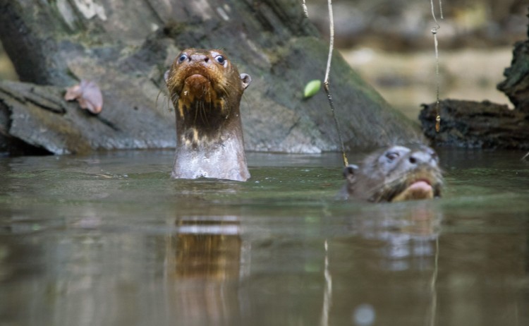 Manatee Amazon cruise wildlife observation