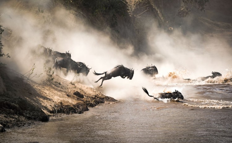 Animal migration in Africa