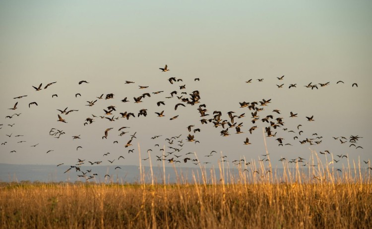 Mara to Wild South Asilia Usangu Expedition Camp bird migration