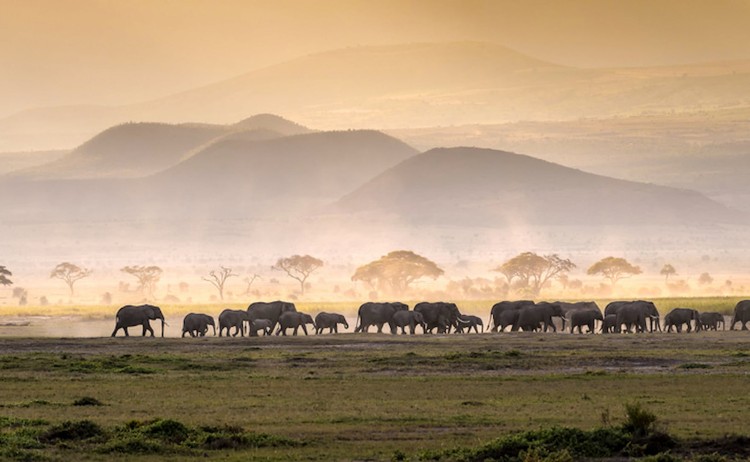 Mara to wild South herd of Elephant captured during the great migration.