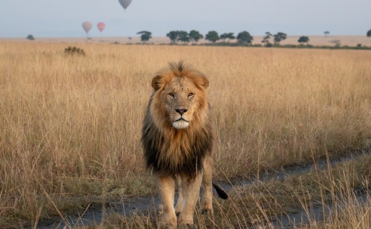 SMALL Lion Masai Mara shutterstock 2363304559