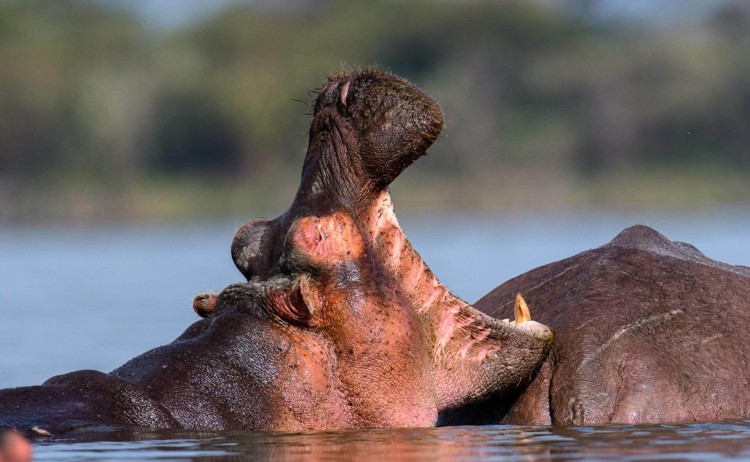 Lion Masai Mara shutterstock 2363304559