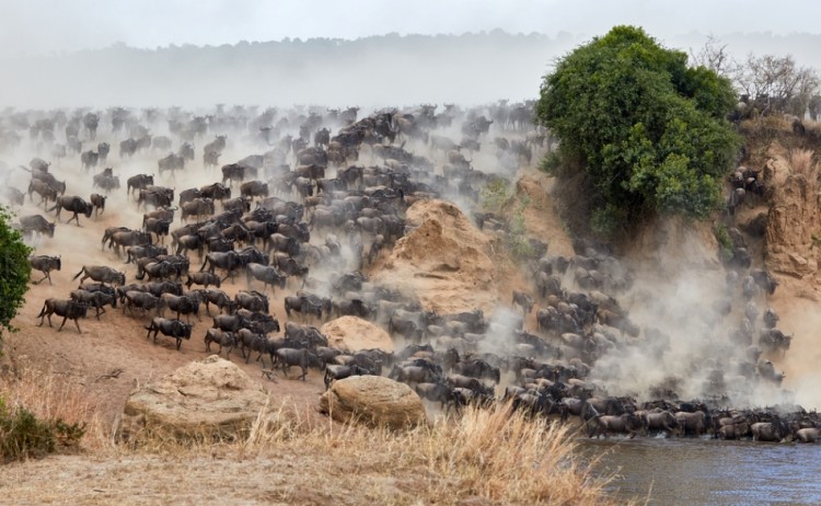 Mara River wildebeest shutterstock 1953085549