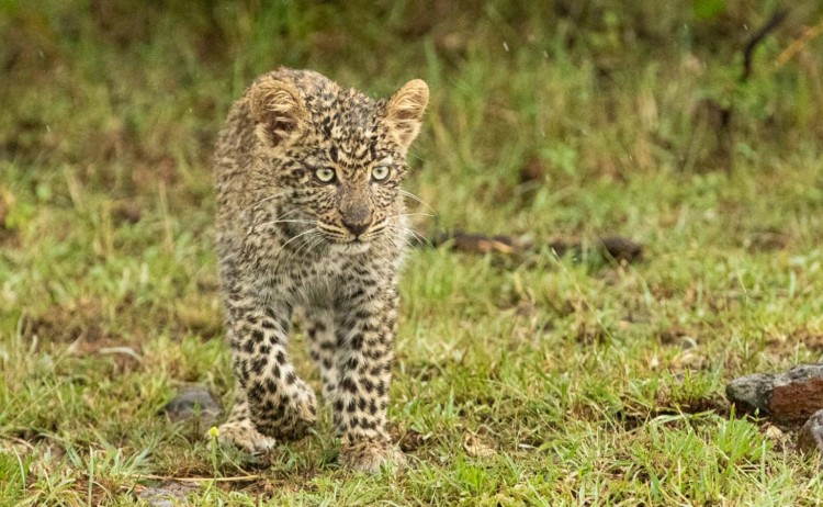 Zebra Plains Cmap gal wildlife s3