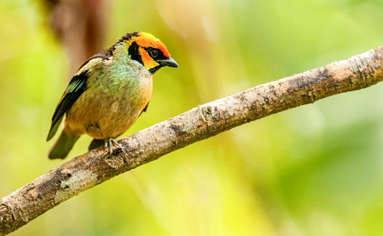 Mashpi Lodge Flame Faced Tanager 1