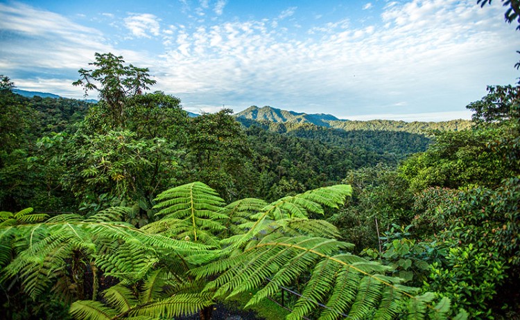 Mashpi Lodge Landscape Rainforest 1