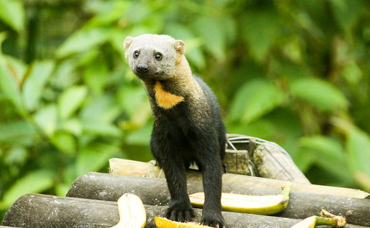 Mashpi Lodge Tayra 1