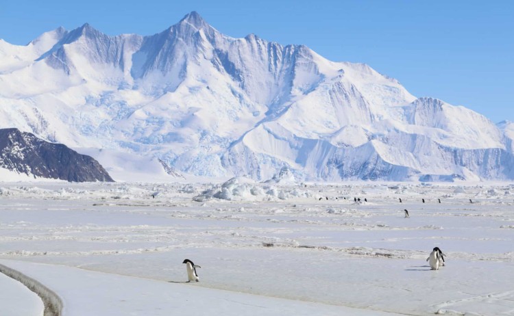 Adelie Penguins Cape Hallett