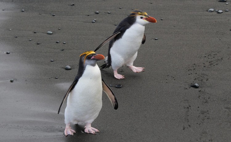 Royal Penguins Macquarie Island Australia 