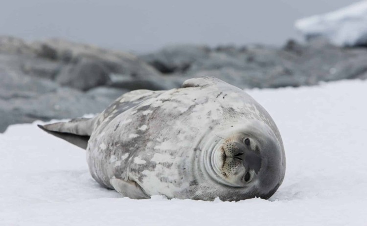 Weddell seal Commonwealth Bay Antarctica Shutterstock scaled