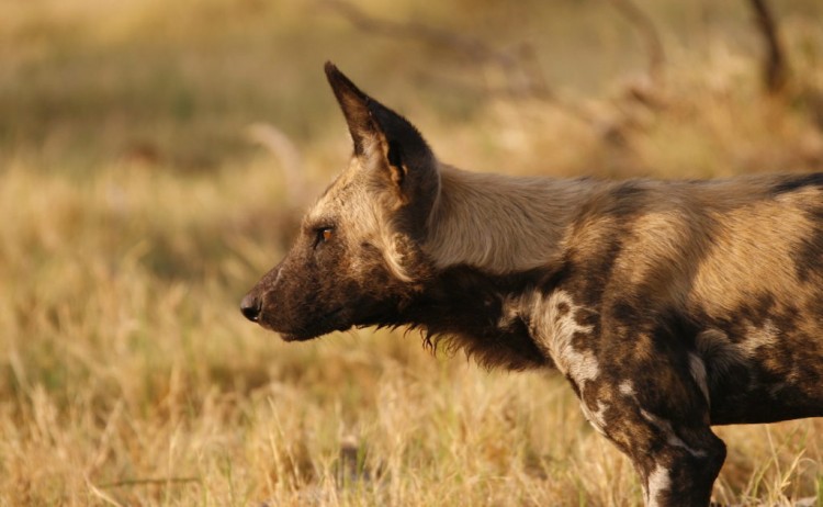 Wild dog 1024x682