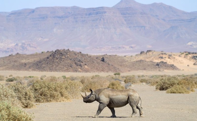 Black Rhino In Damaraland