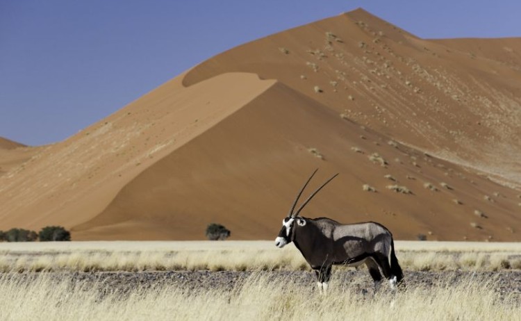 Gemsbok in Sossusvlei