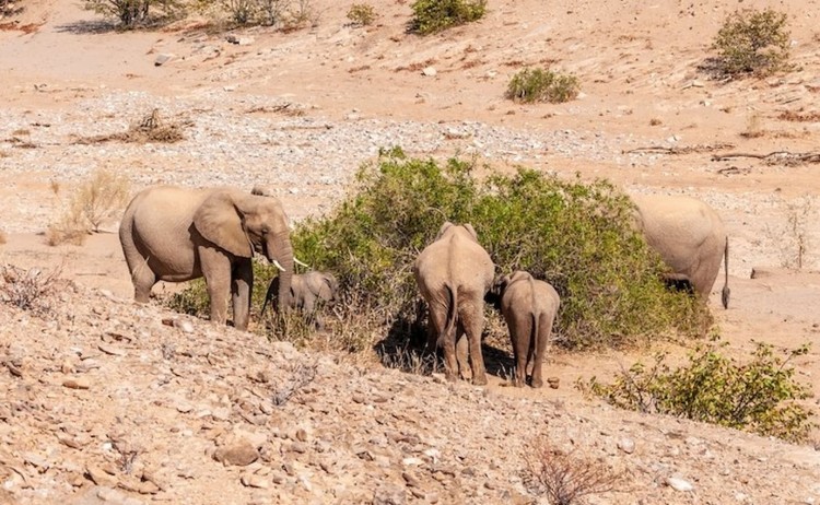 Nambia Desert adapted elephants