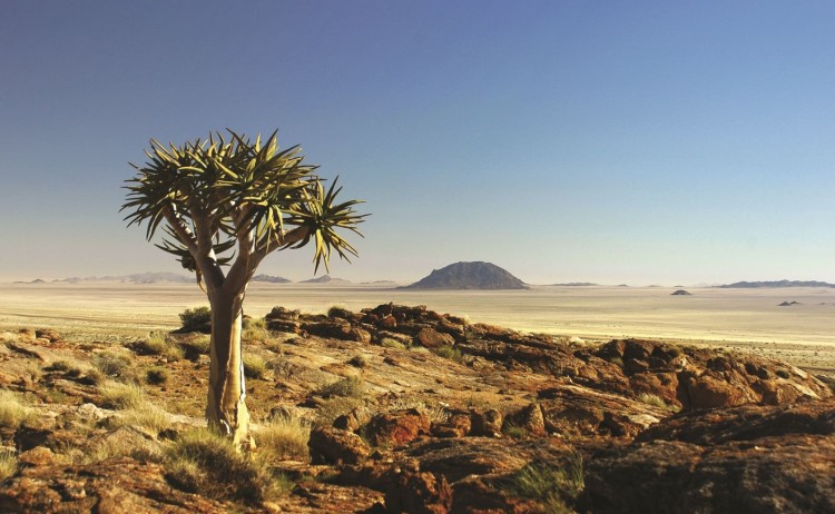 Namibia Desert roads Quiver tree landscape