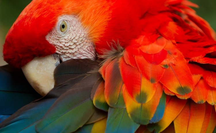 Bird Amazon Jungle  Ecuador
