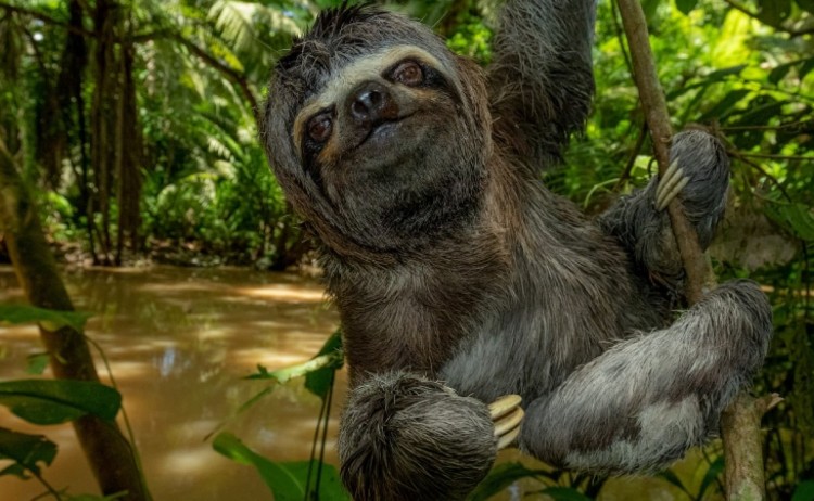 Sloth Napo Amazon v2