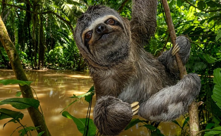 Sloth in Napo wildlife center