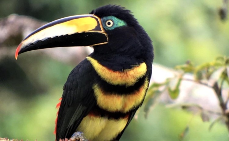 Toucan Napo Wildlife Centre v2