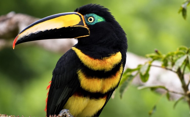 Toucan bird Napo Wildlife Centre