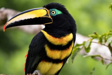 Napo Wildlife Center - Amazon Jungle Ecuador